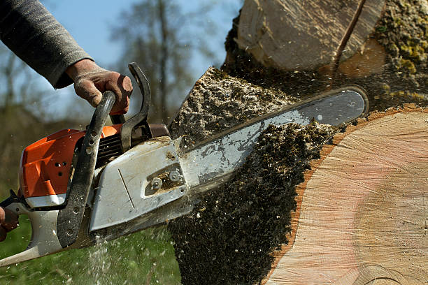 The Steps Involved in Our Tree Care Process in Shenandoah Heights, PA